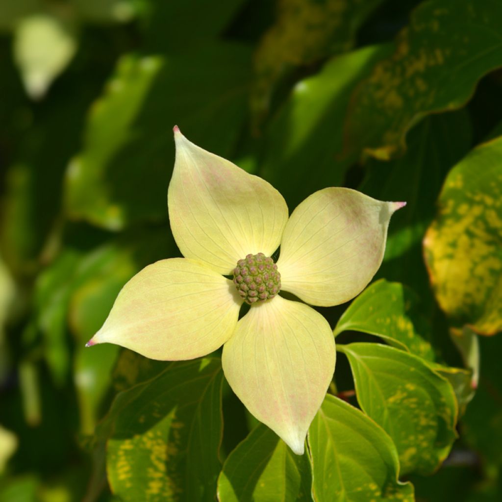 Corneiro-do-japão Teutonia - Cornus kousa