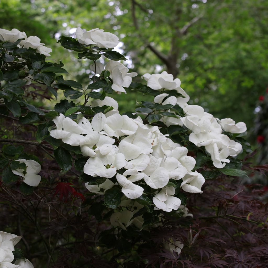 Cornus kousa Venus