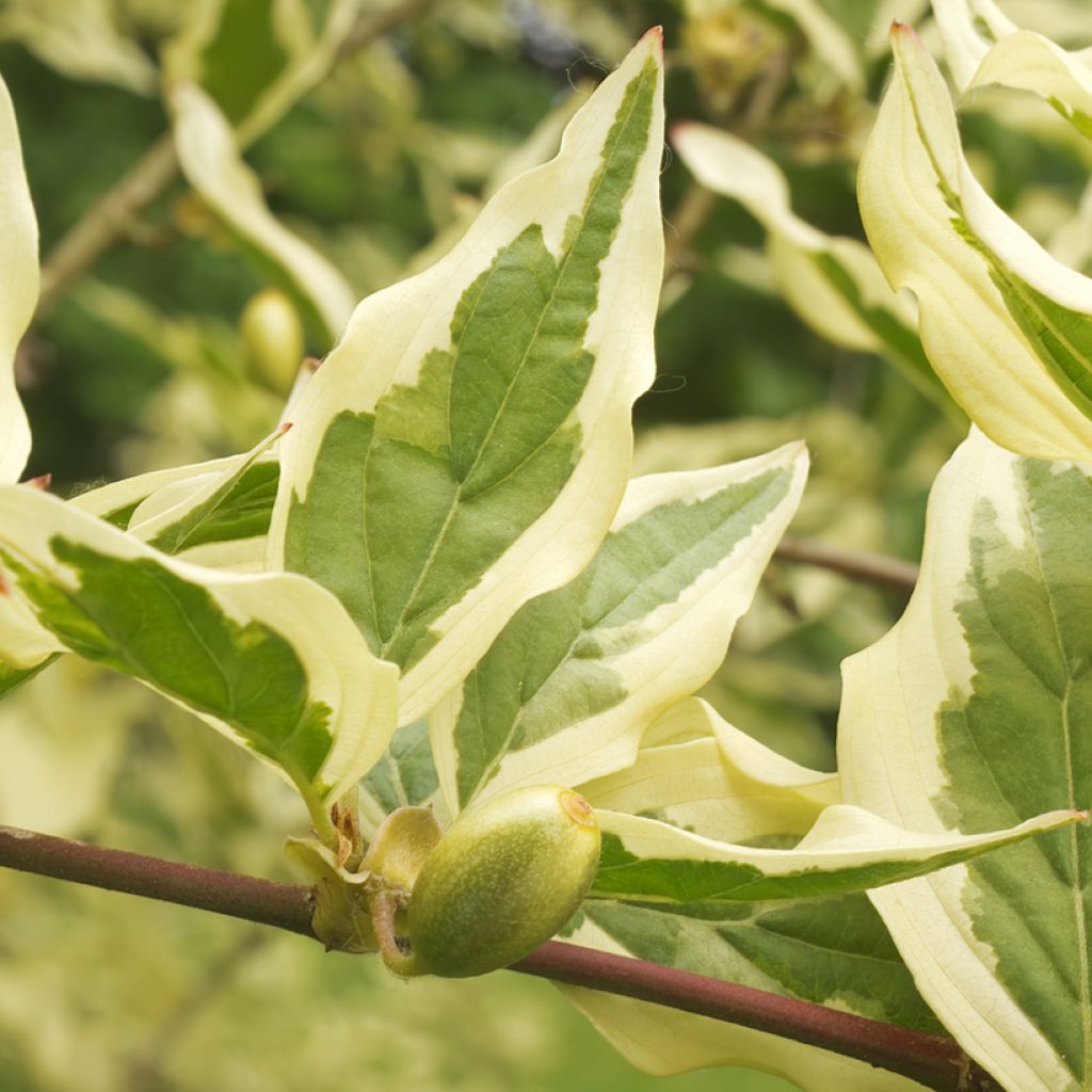 Cerejeira-cornalina Variegata - Cornus mas