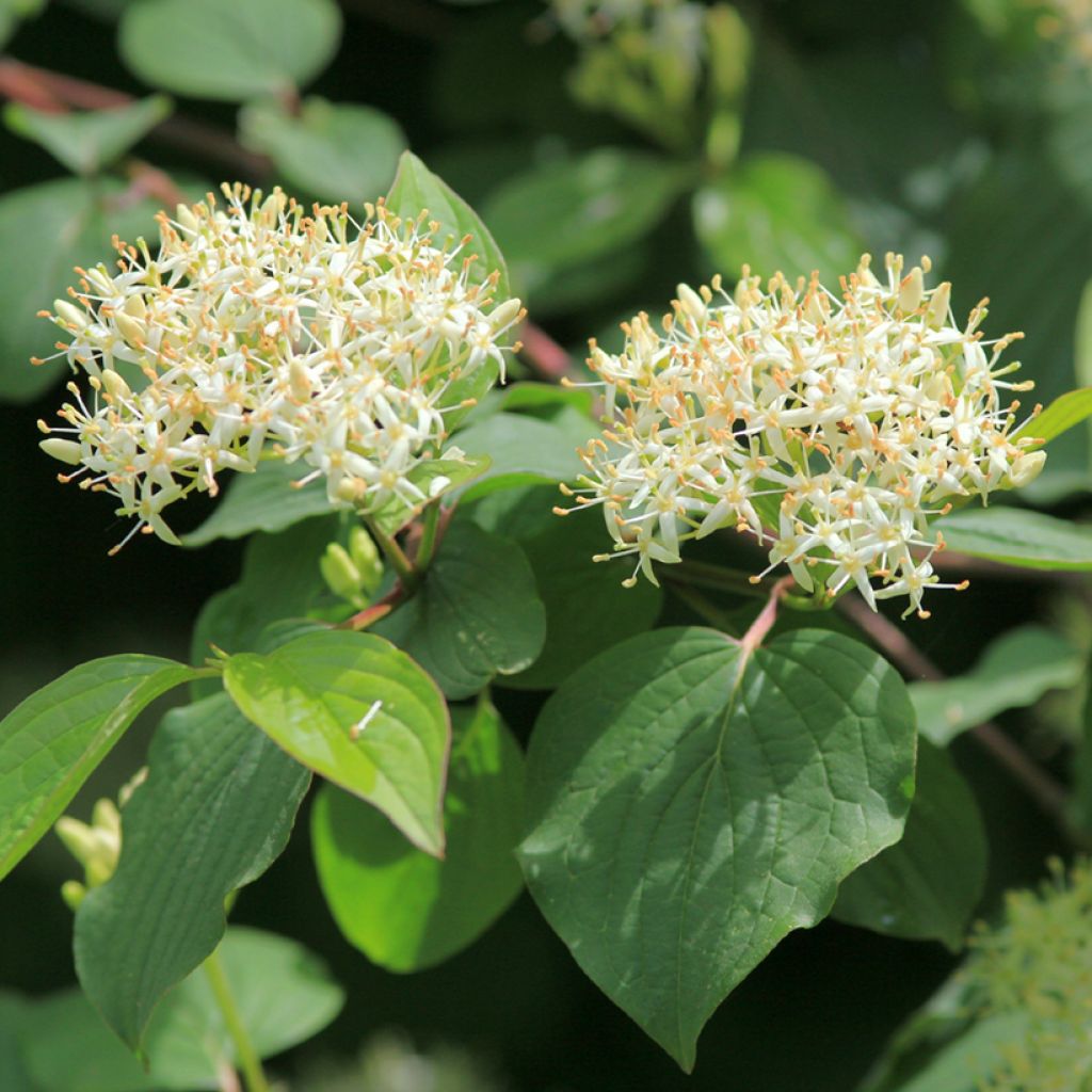 Cornus sanguinea