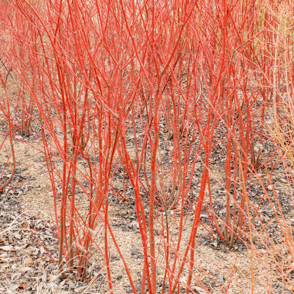 Cornus sanguinea Mid Winter Fire