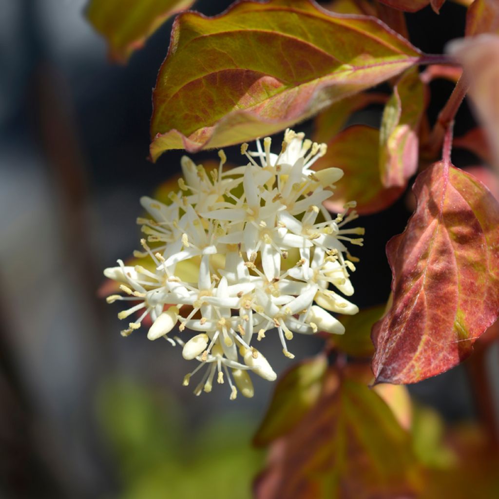 Cornus sanguinea Winter Beauty