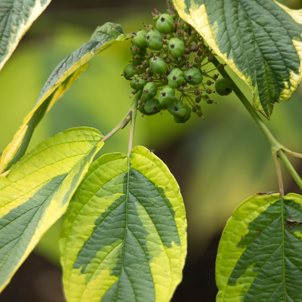 Cornus sericea Hedgerow's Gold