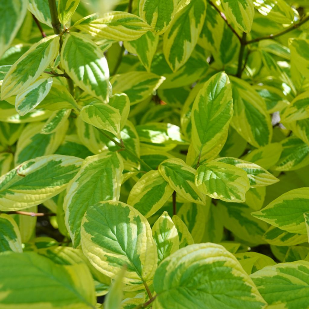 Cornus sericea Hedgerow's Gold