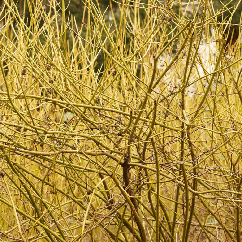 Cornus sericea Flaviramea