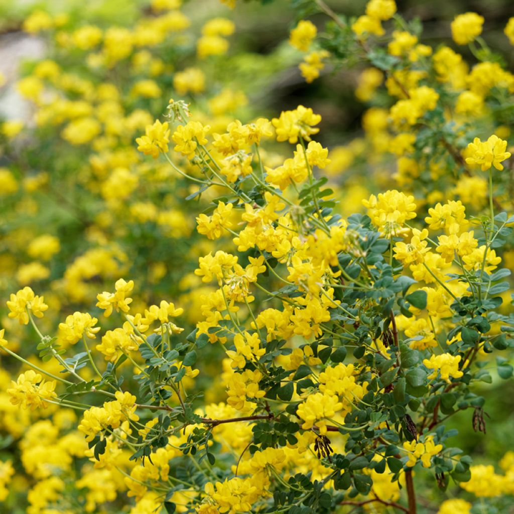 Hippocrepis emerus