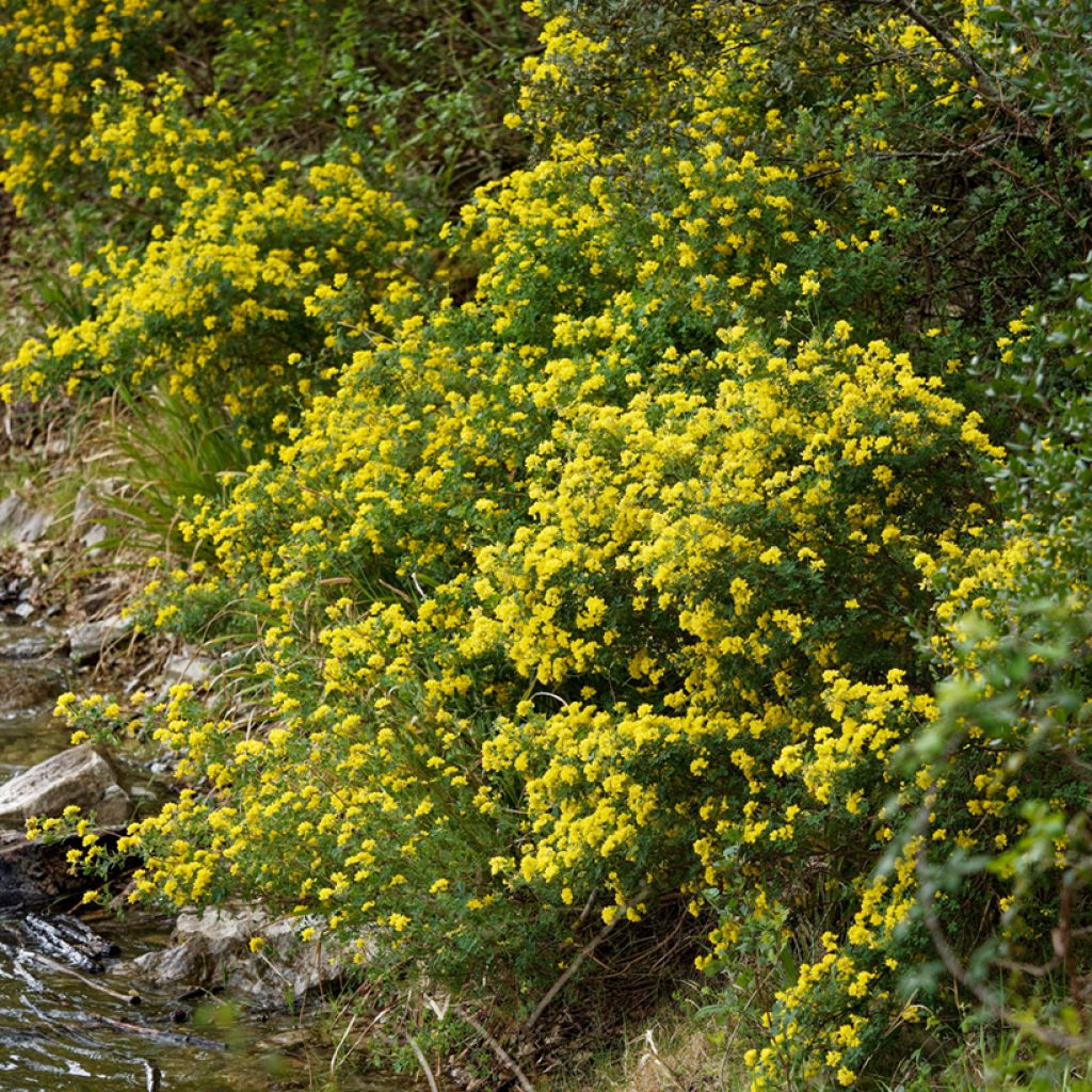 Hippocrepis emerus