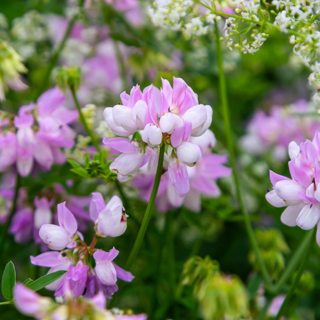 Coronilla varia
