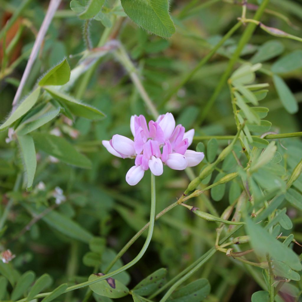 Coronilla varia