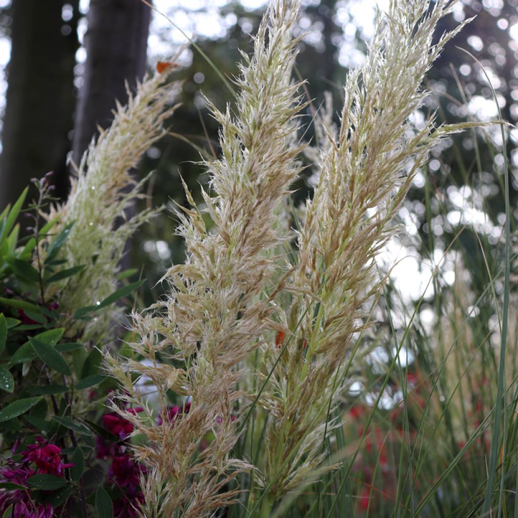 Erva-das-pampas Pumila - Cortaderia selloana