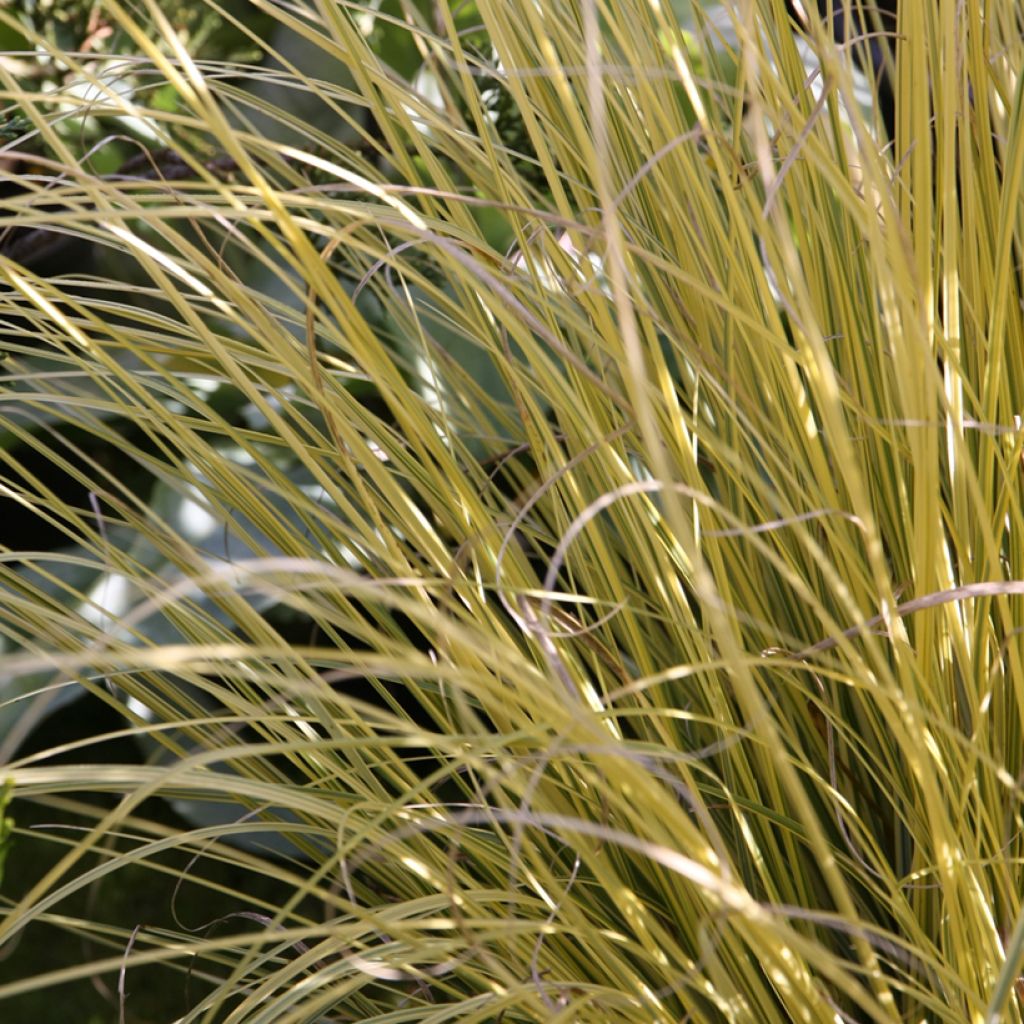 Erva-das-pampas Splendid Star - Cortaderia selloana