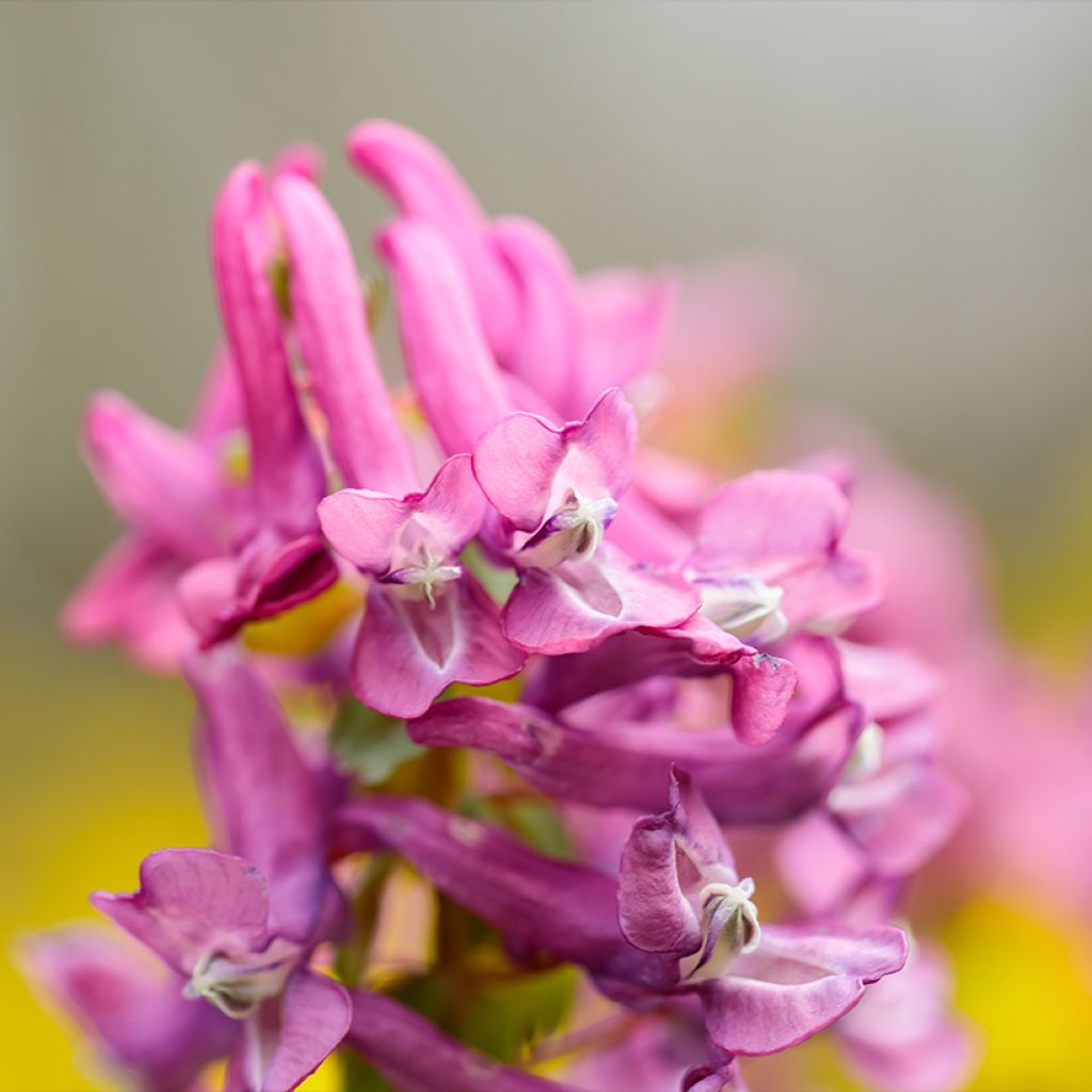 Corydalis solida Beth Evans - Corydale bulbeuse