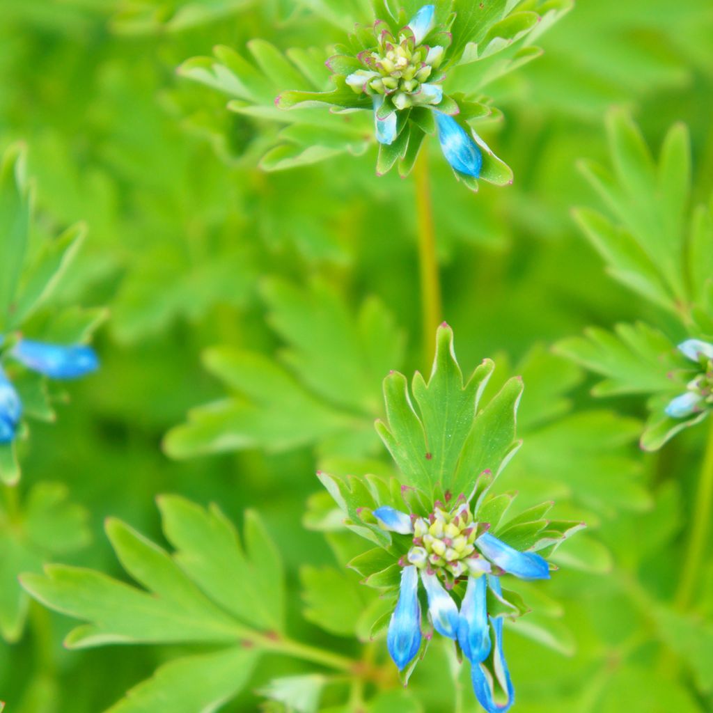Corydalis flexuosa × elata Craigton Blue