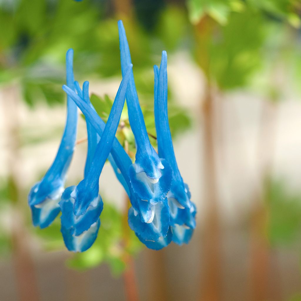 Corydalis flexuosa × elata Craigton Blue