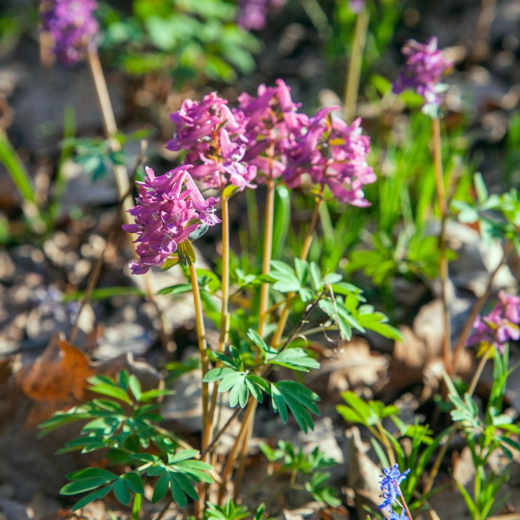 Corydalis solida subsp. solida