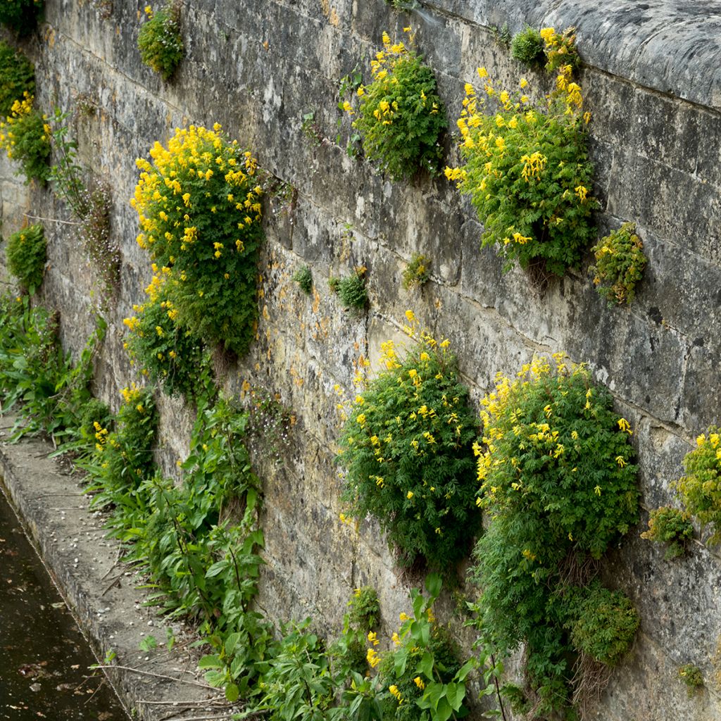 Corydalis lutea