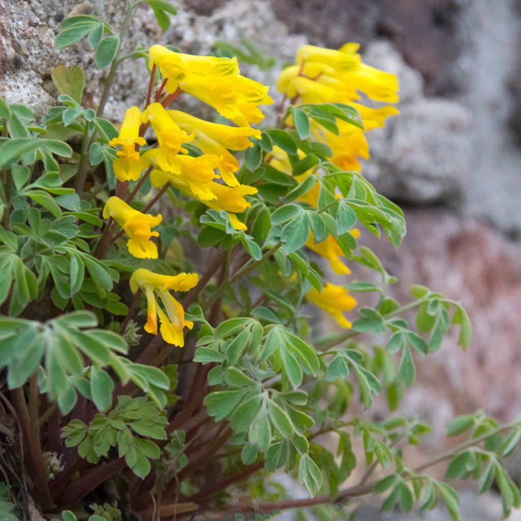 Corydalis lutea