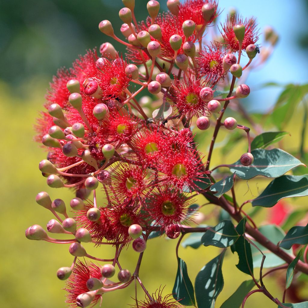 Corymbia ficifolia - Eucalyptus ou gommier rouge