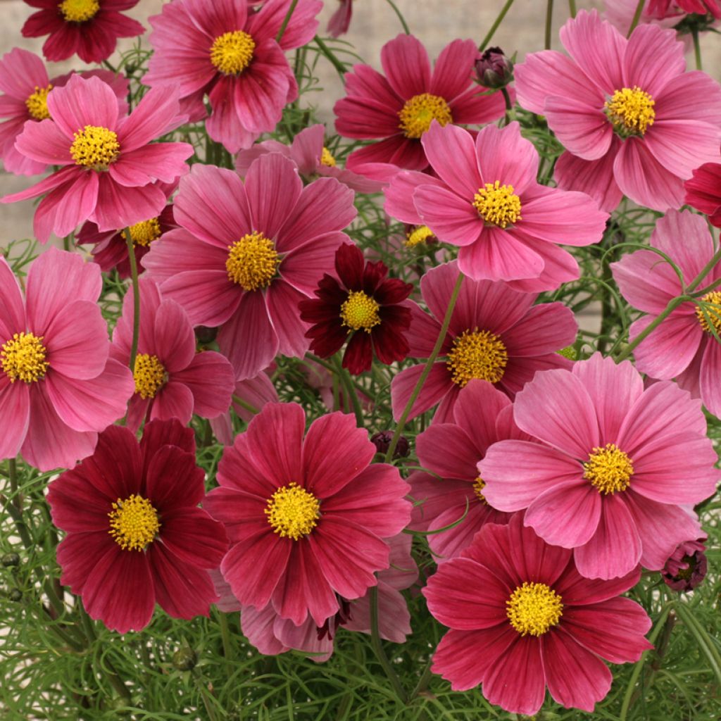 Cosmea Antiquity em sementes