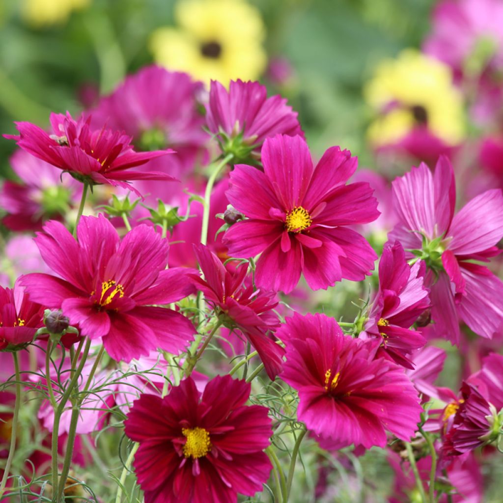 Cosmea Fandango em sementes
