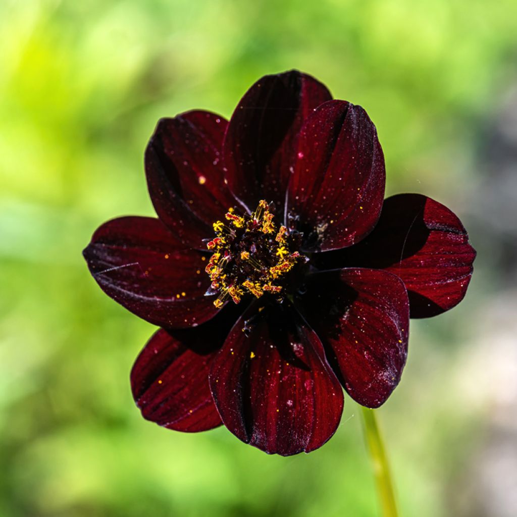 Cosmos × Dahlia Mexican Black