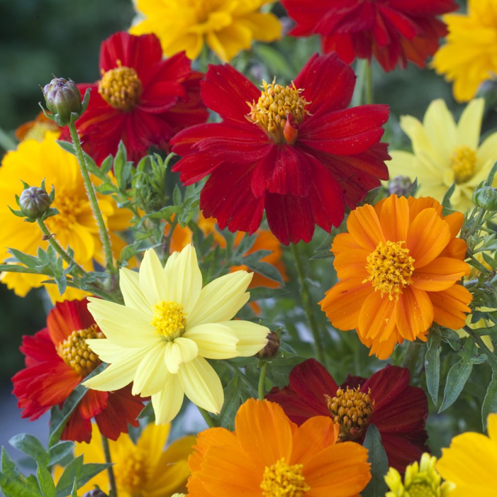Cosmos sulphureus Brightness Mixed em sementes