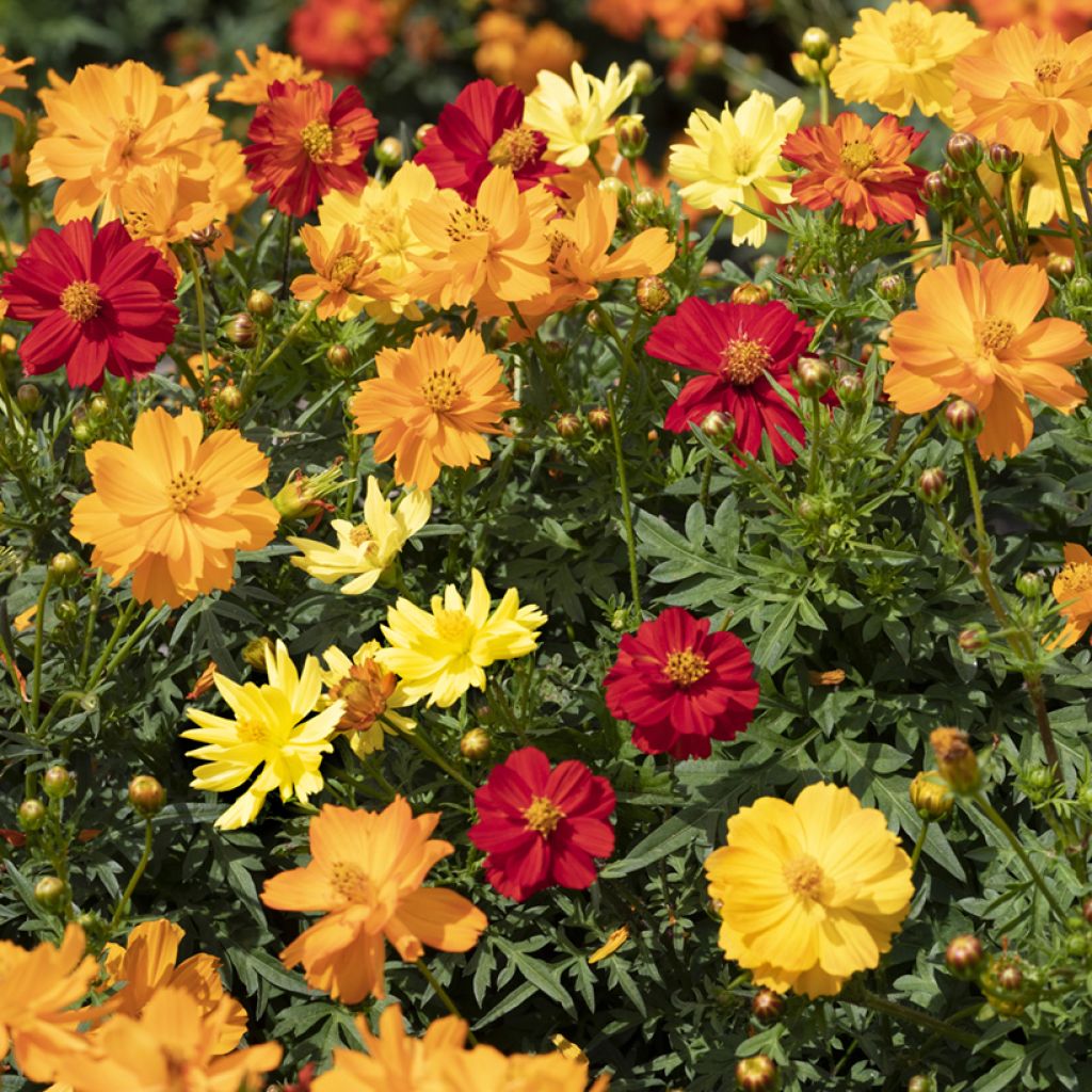 Cosmos sulphureus Brightness Mixed em sementes