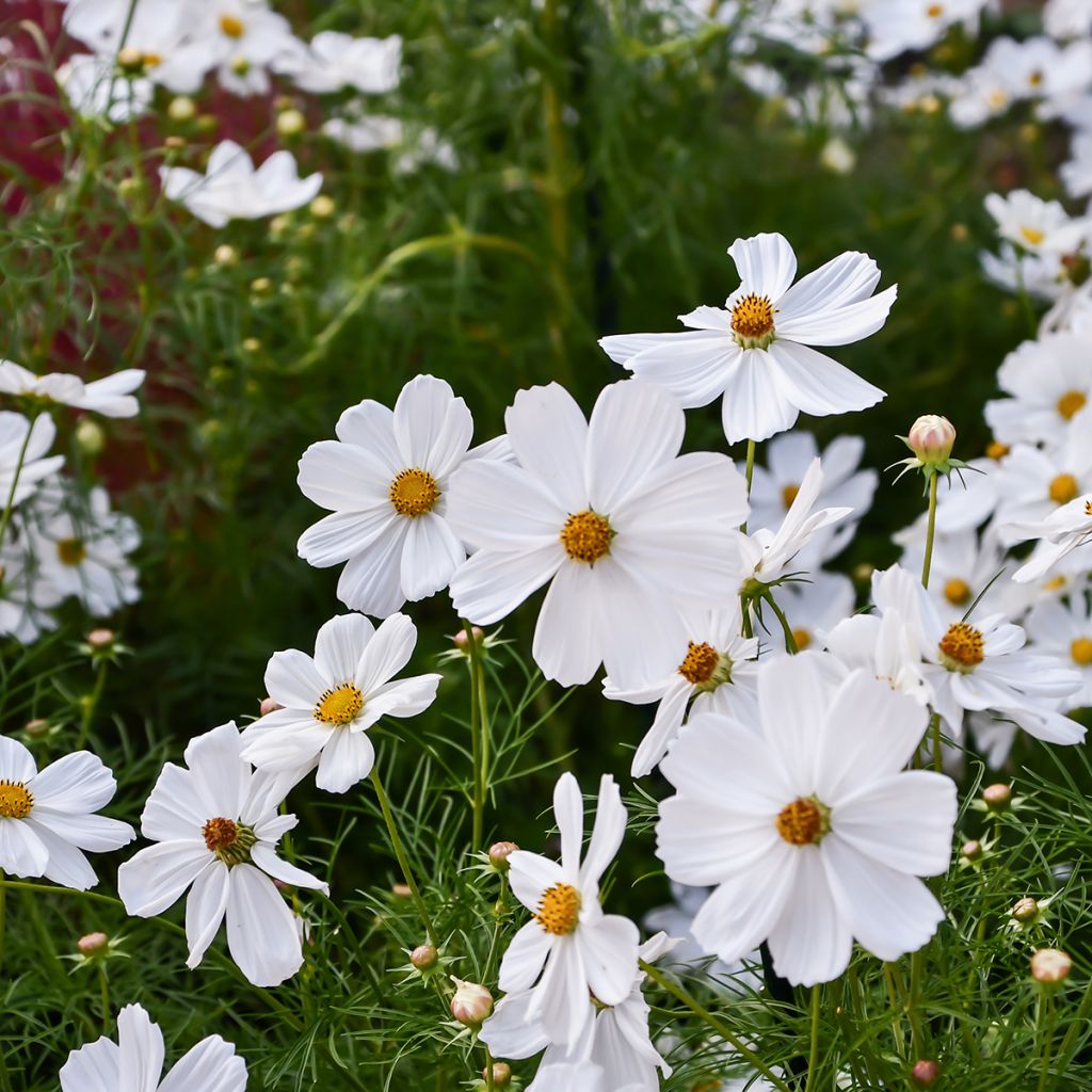 Cosmea Sonata Branco