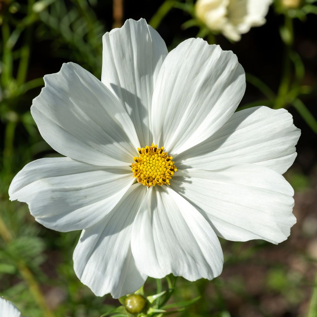 Cosmea Sonata Branco