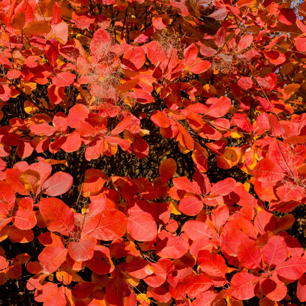 Cotinus Grace