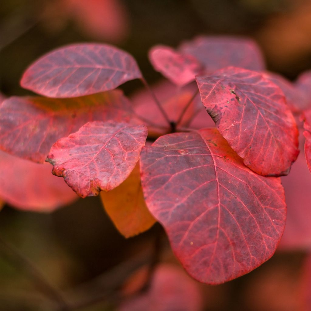 Cotinus Grace