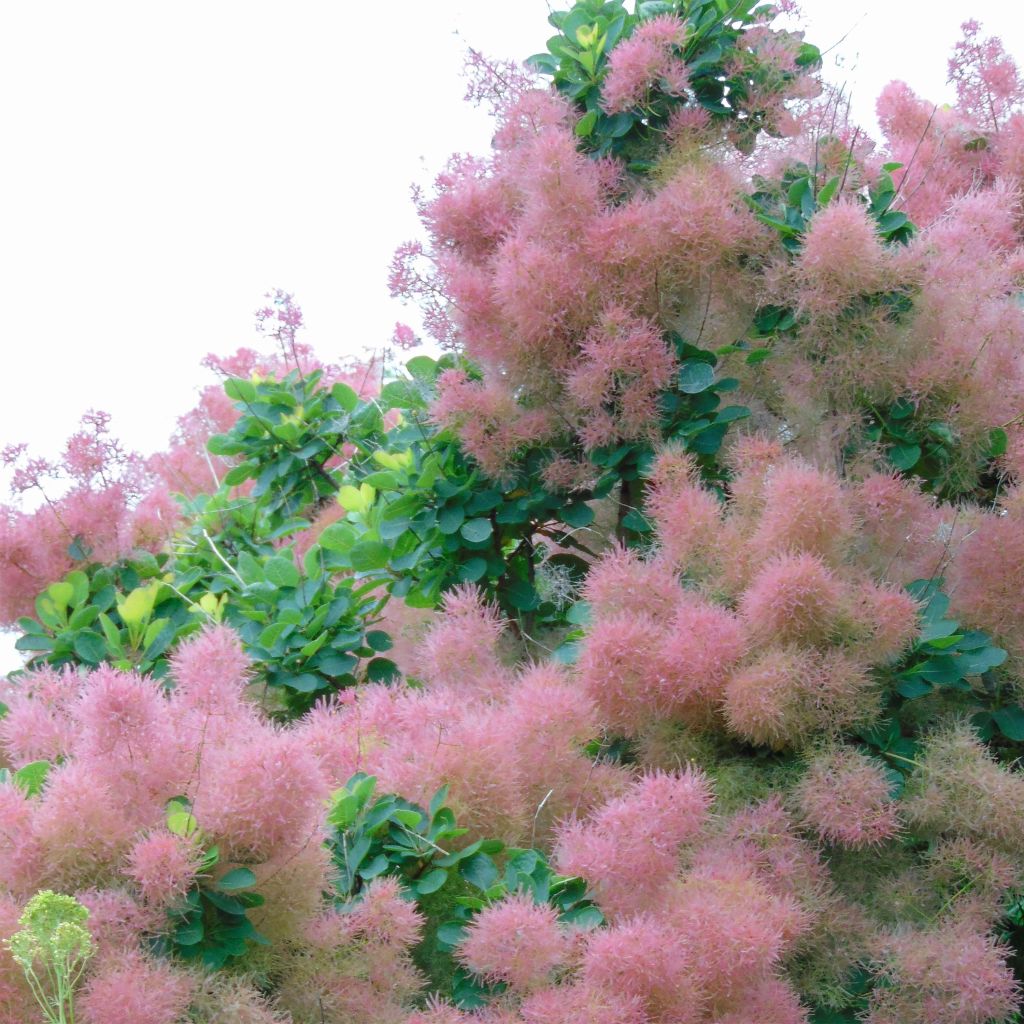 Cotinus coggygria Smokey Joe