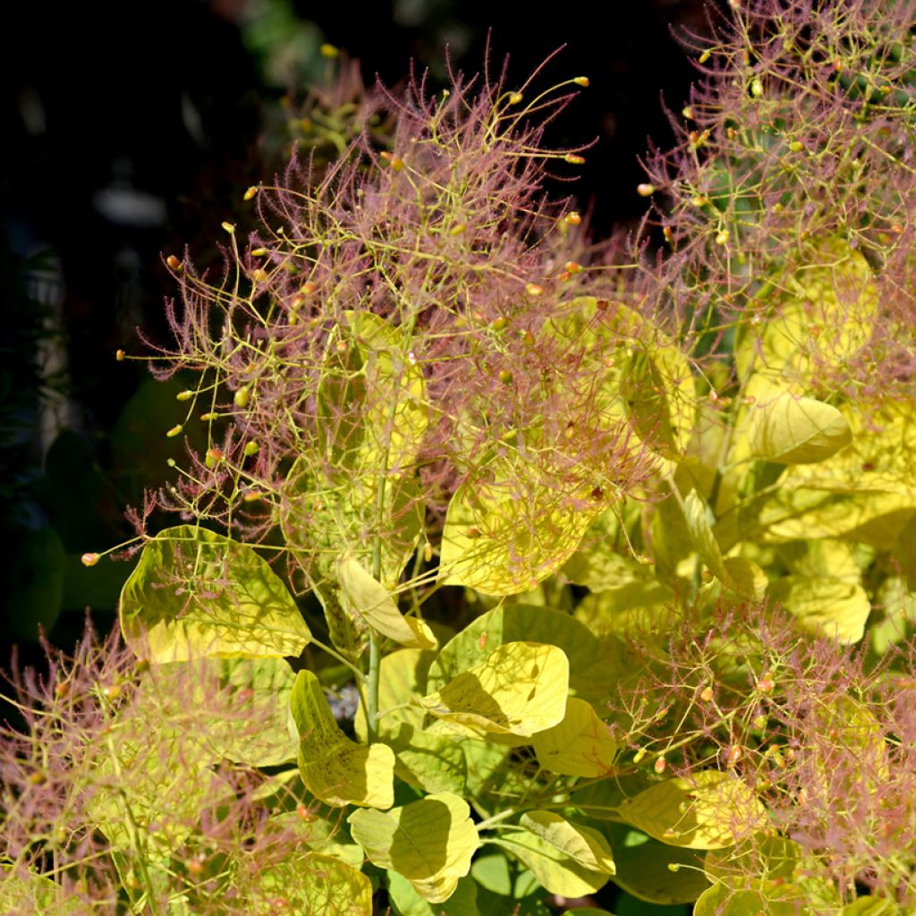 Cotinus coggygria Golden Spirit