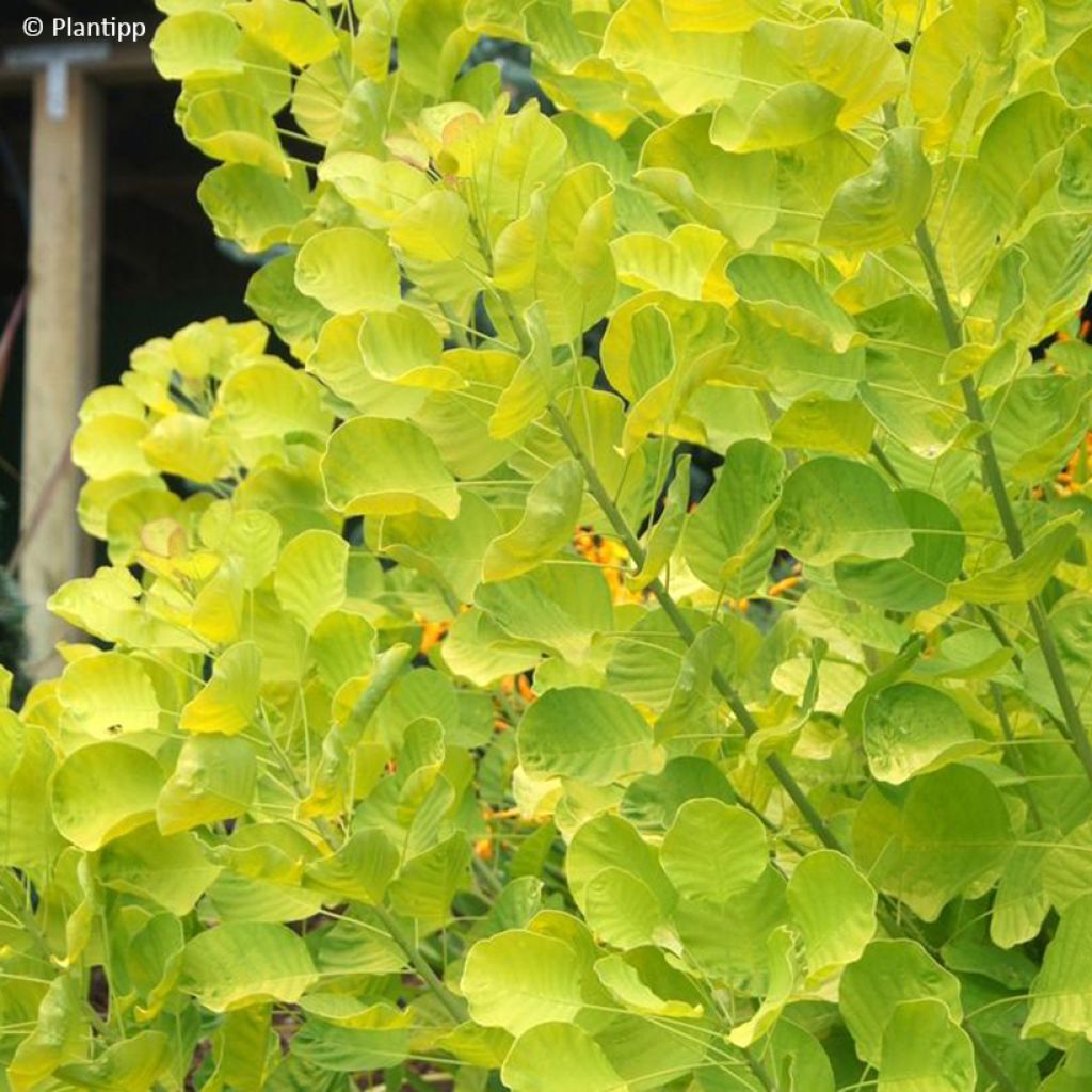 Cotinus coggygria Golden Spirit
