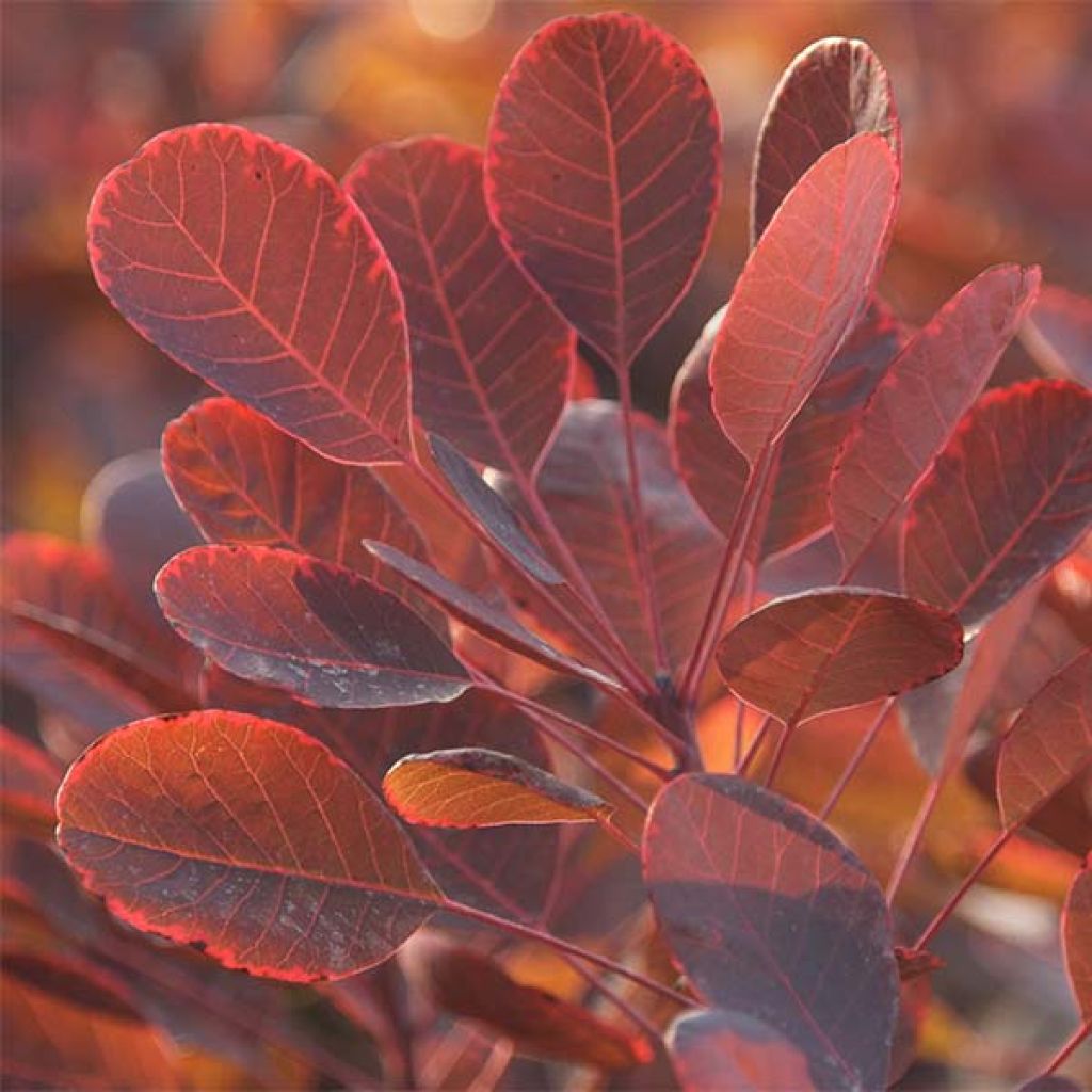 Cotinus coggygria Lilla