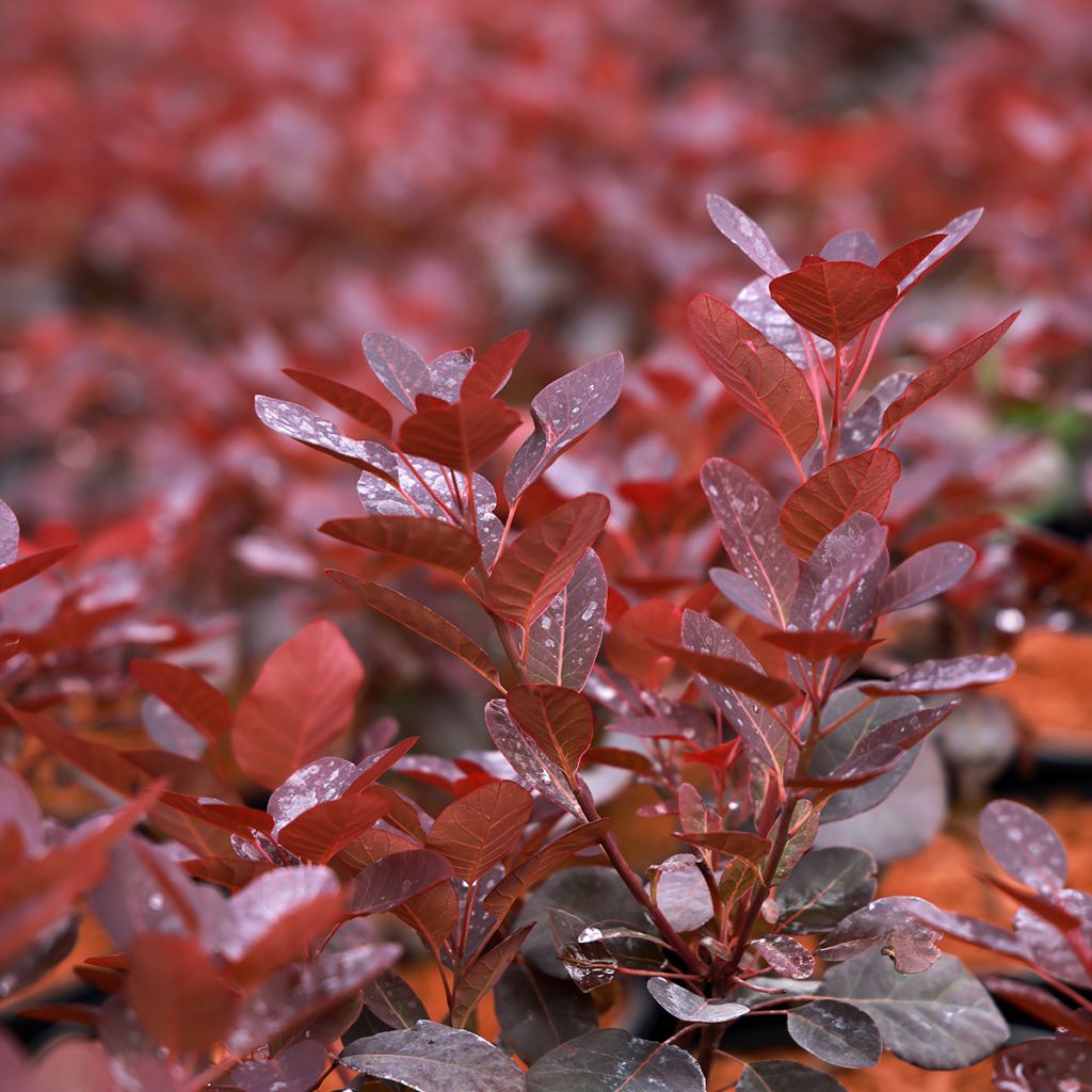 Cotinus coggygria Magical Purple