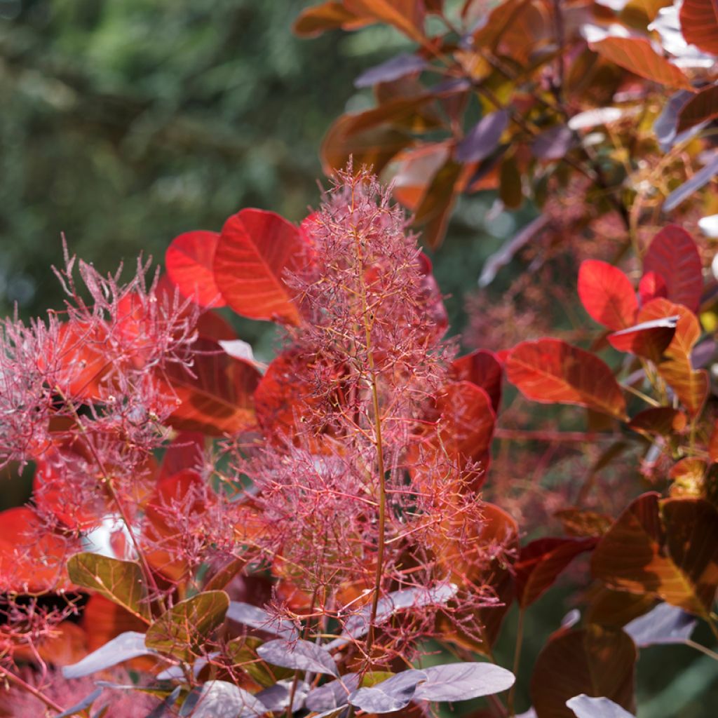 Cotinus coggygria Red Spirit
