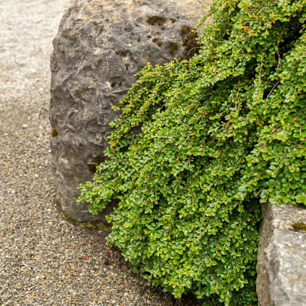 Cotoneaster adpressus - Cotonéaster-rasteiro