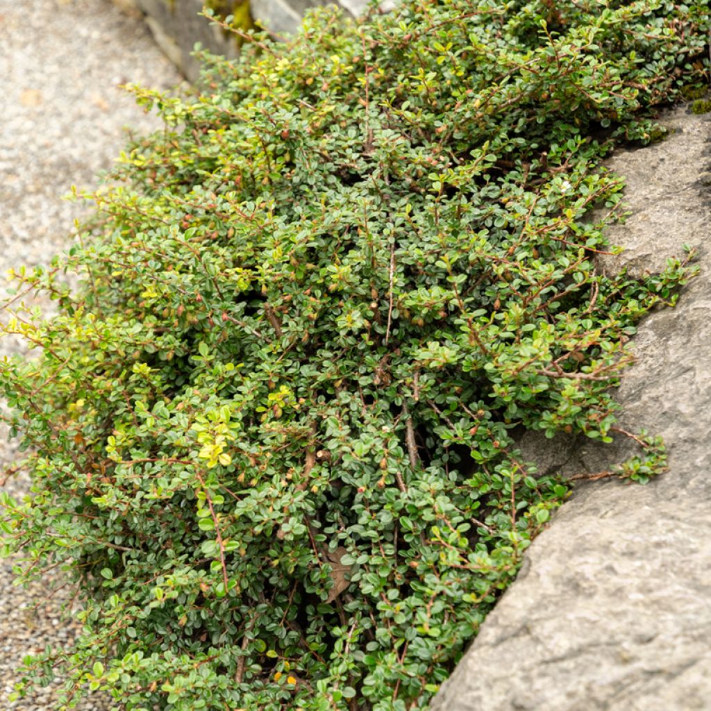 Cotoneaster adpressus - Cotonéaster-rasteiro