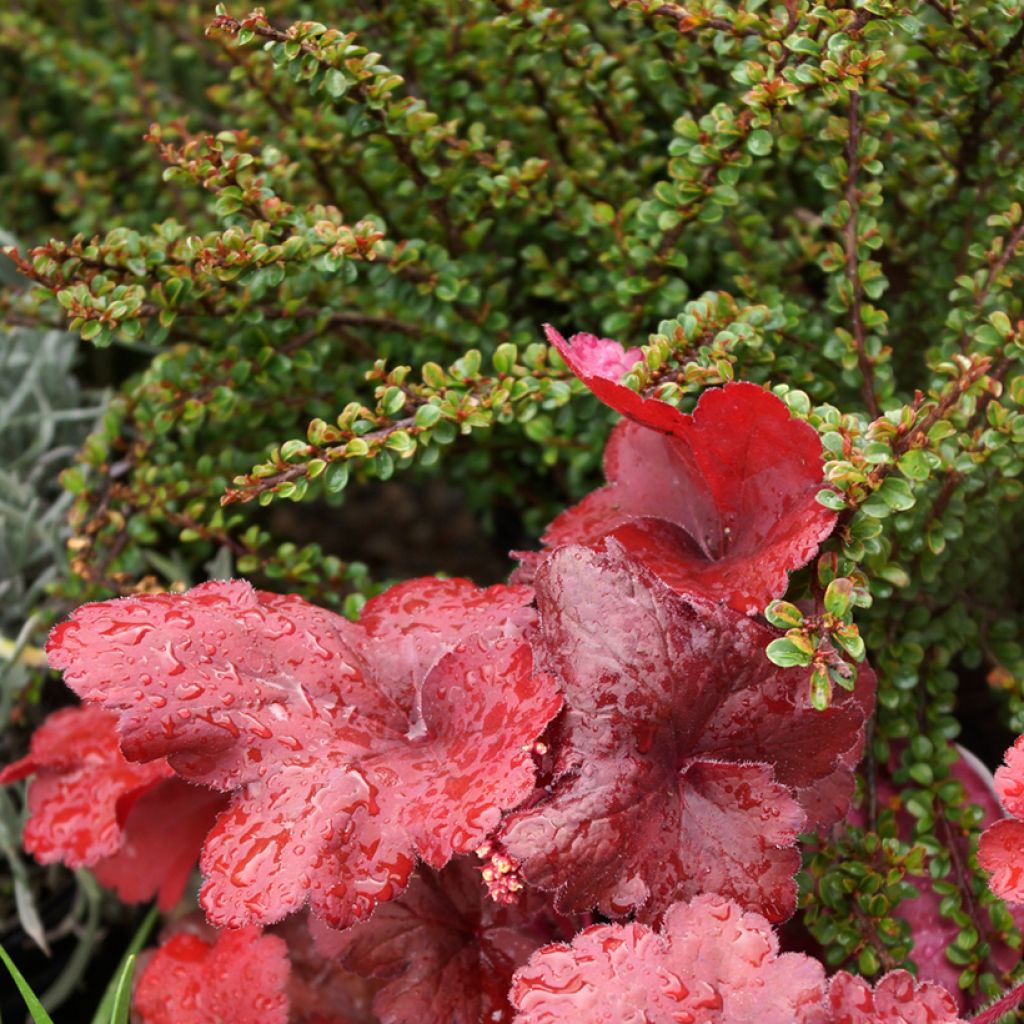 Cotoneáster Little Gem - Cotoneaster adpressus