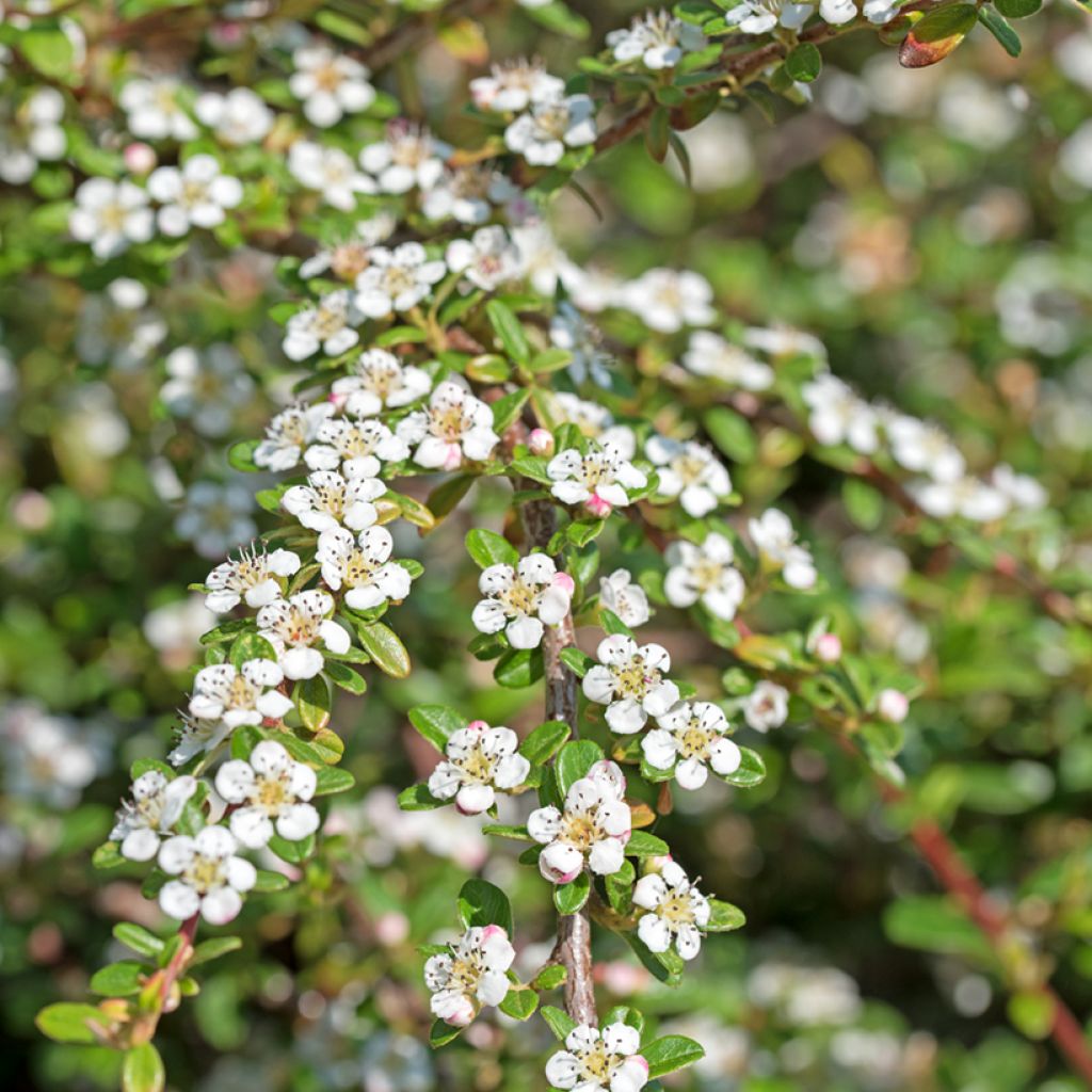 Cotoneaster dammeri - Cotonastro rasteiro