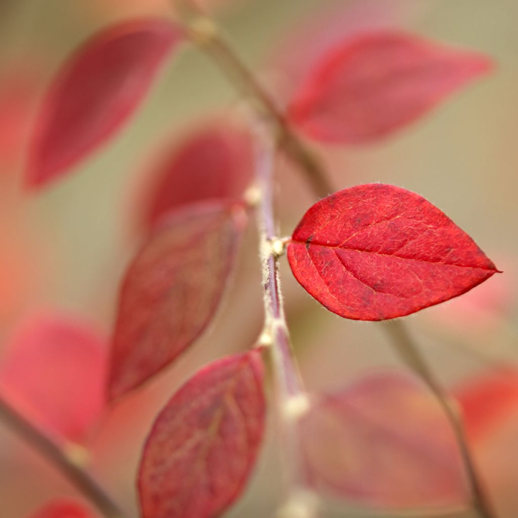 Cotoneaster dammeri - Cotonastro rasteiro