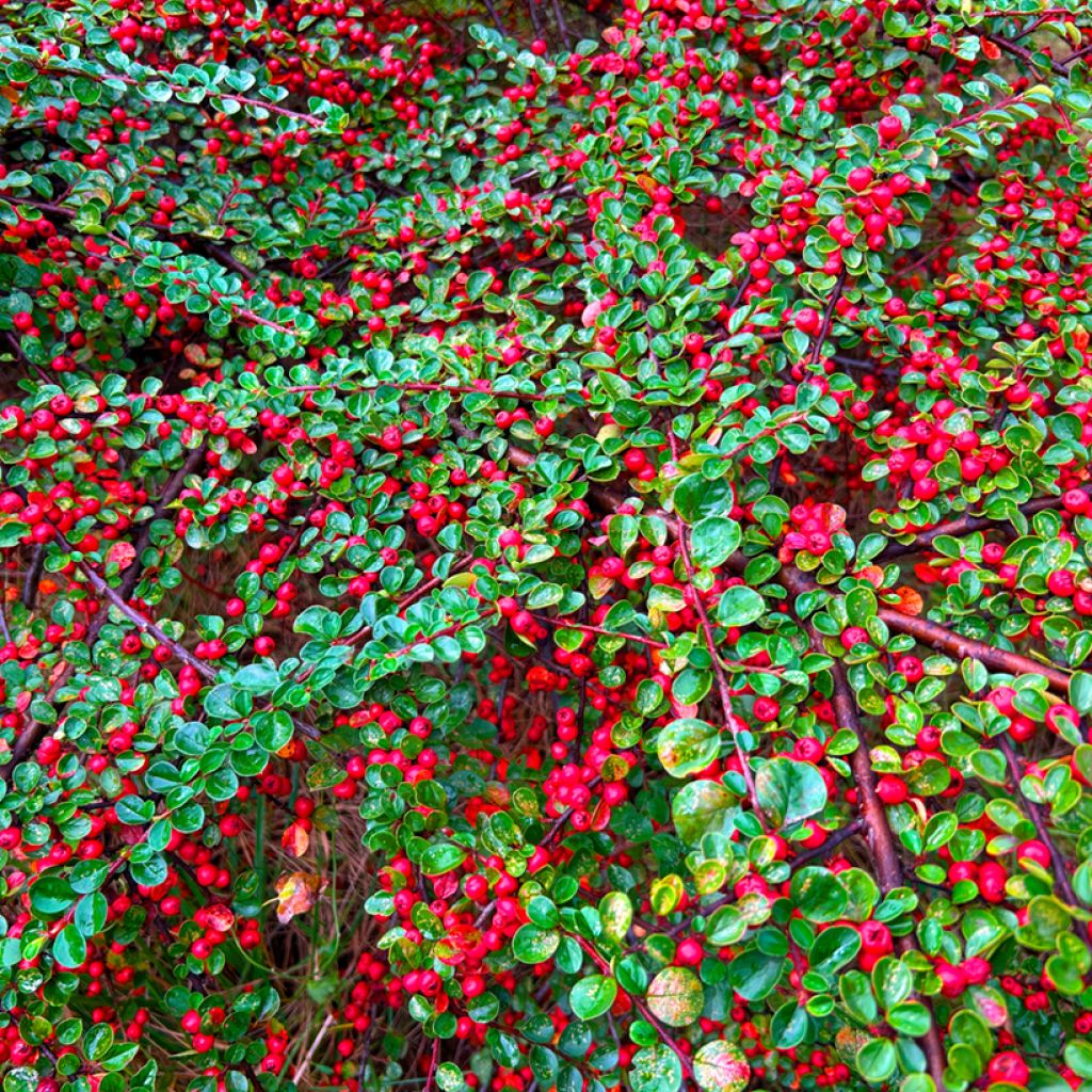 Cotoneaster dammeri - Cotonastro rasteiro