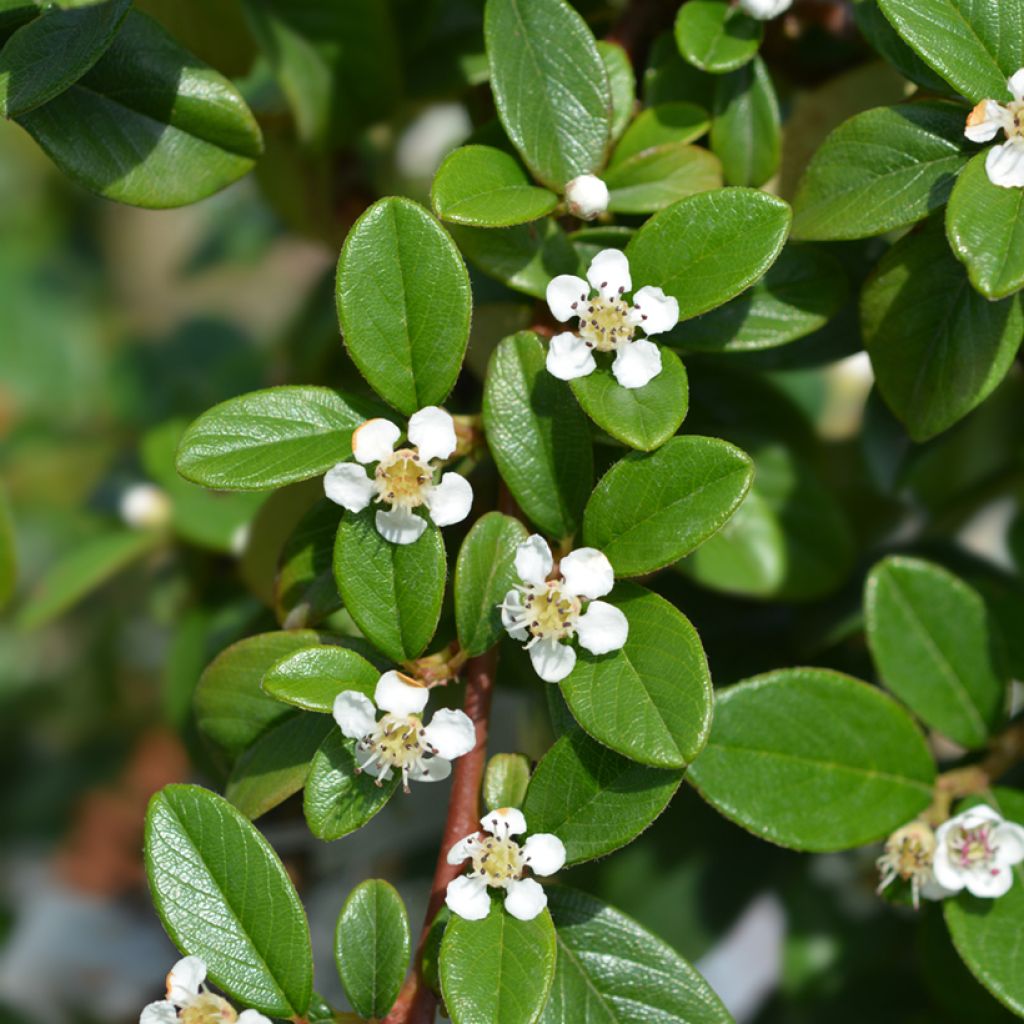 Cotoneaster dammeri - Cotonastro rasteiro