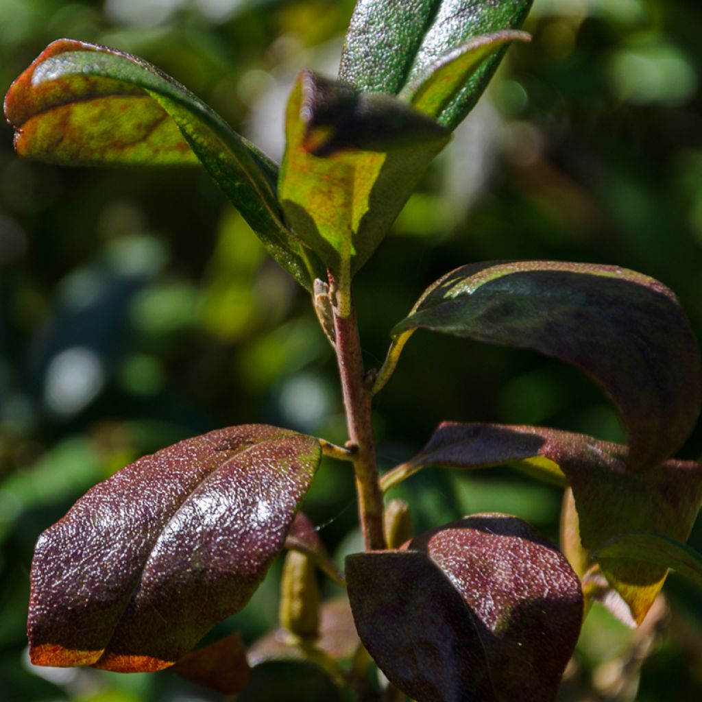 Cotonastro rasteiro Mooncreeper - Cotoneaster dammeri