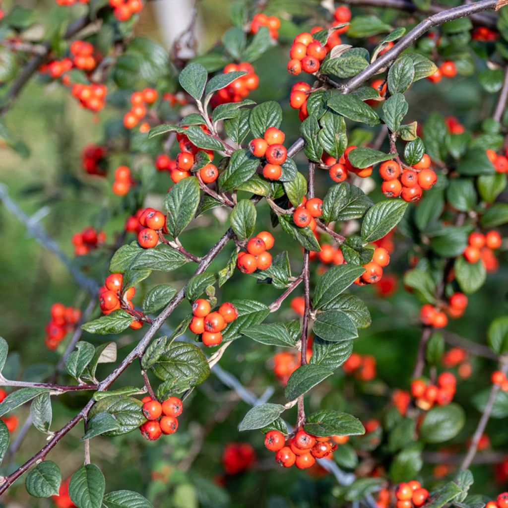 Cotoneastro-de-Franchet - Cotoneaster franchetii