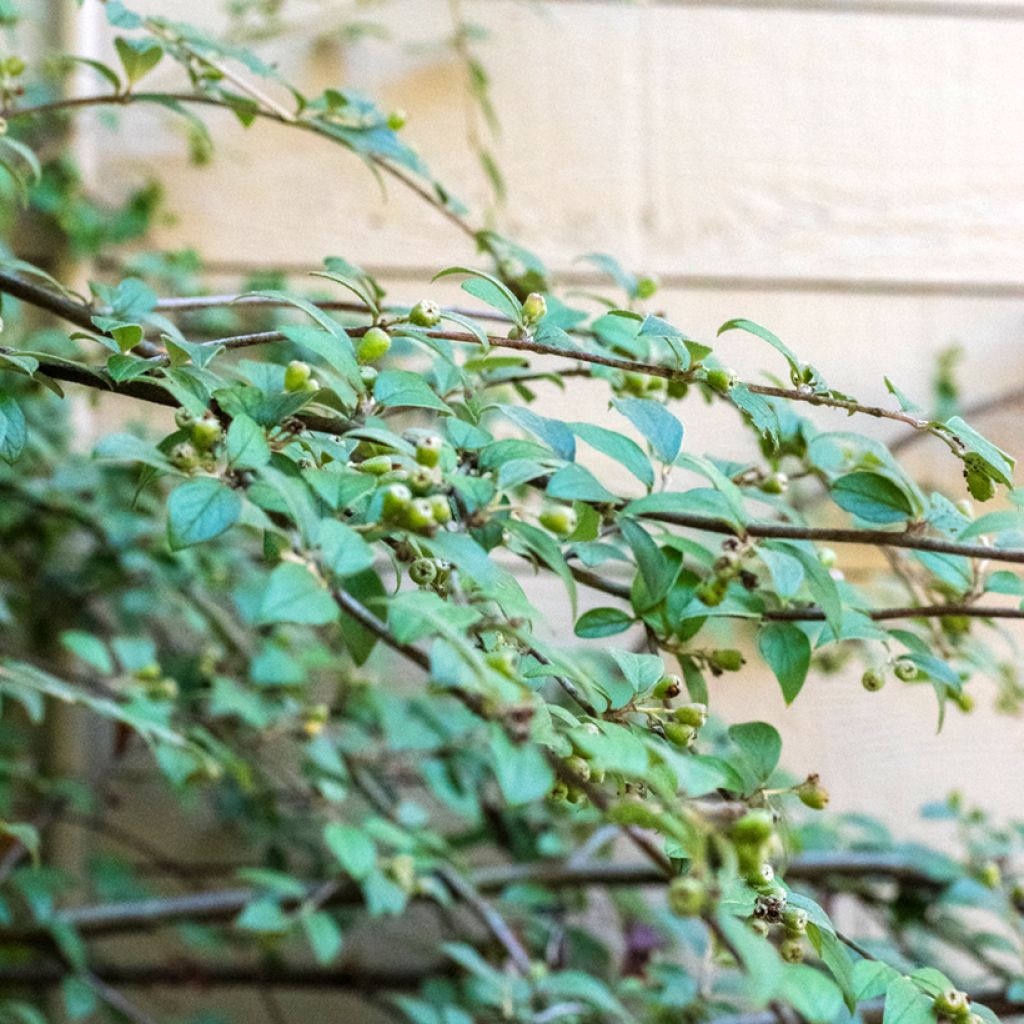 Cotoneastro-de-Franchet - Cotoneaster franchetii