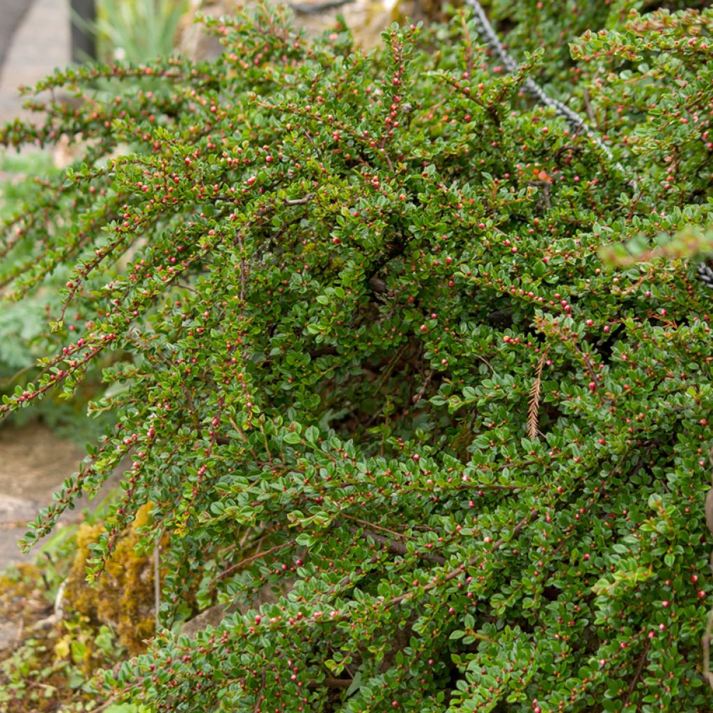 Cotoneáster horizontalis - Cotonastro-horizontal