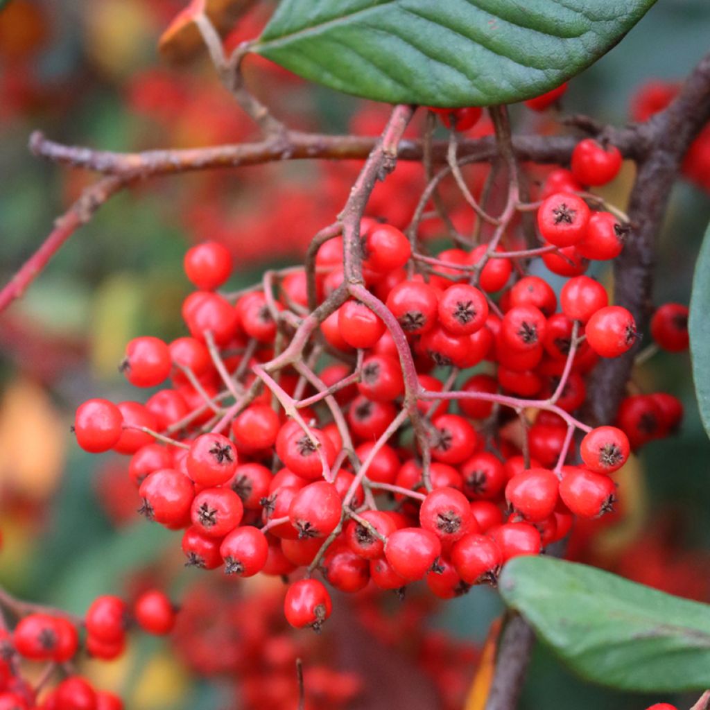 Cotoneáster lacteus - Cotonéaster leitoso