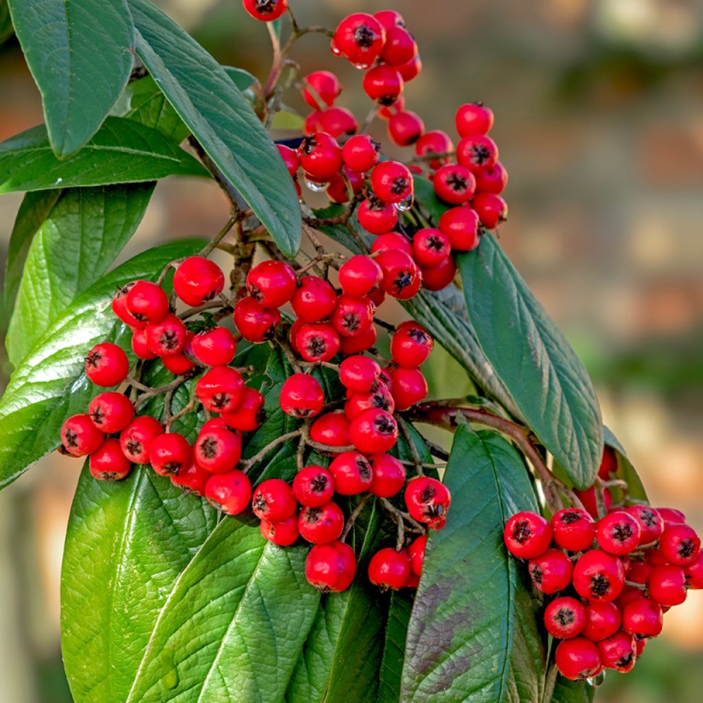 Cotoneáster lacteus - Cotonéaster leitoso
